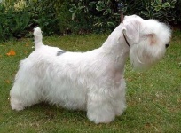 image of sealyham_terrier