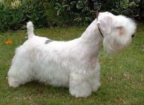 image of sealyham_terrier #31