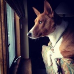 image of basenji
