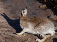 image of hare