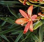 image of flower