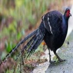 image of bird