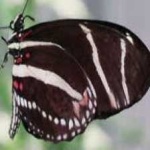 image of animal