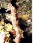 image of sea_horse