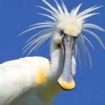 image of bird