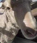 image of animal