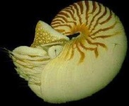 image of nautilus