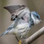 image of bird