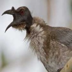 image of bird
