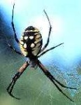 image of black_and_gold_garden_spider #10