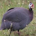 image of bird