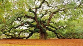 image of tree