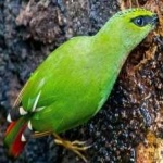 image of bird
