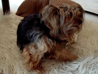 image of silky_terrier