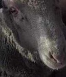 image of animal