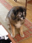 image of animal