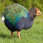 image of bird