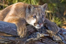 image of cougar