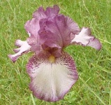 image of bearded_iris #2