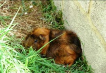image of guinea_pig