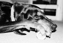 image of black_and_tan_coonhound #29