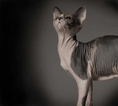 image of animal