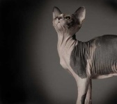 image of sphynx #1