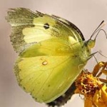 image of animal