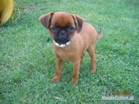 image of brabancon_griffon