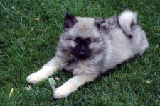 image of keeshond
