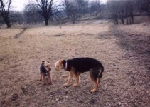 image of airedale