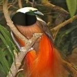 image of bird