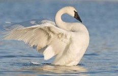 image of swan