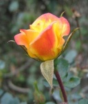 image of rose #28