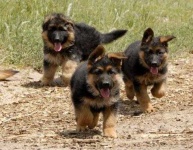 image of german_shepherd