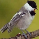 image of black_capped_chickadee #20