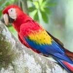 image of bird