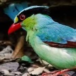 image of bird