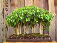 image of bonsai #23