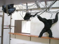 image of siamang