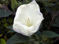 image of flower