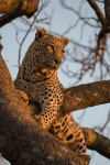 image of leopard