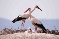 image of stork