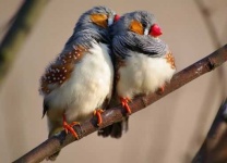 image of finch