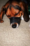 image of muzzle