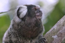 image of marmoset