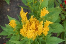image of flower