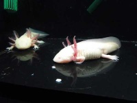 image of axolotl
