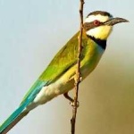 image of white_throated_bee_eater #8