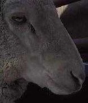 image of animal